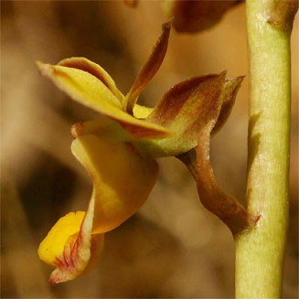 Eulophia tenella