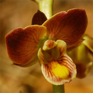 Eulophia tenella