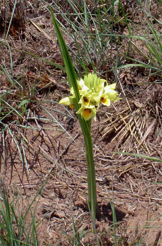 Eulophia mechowii