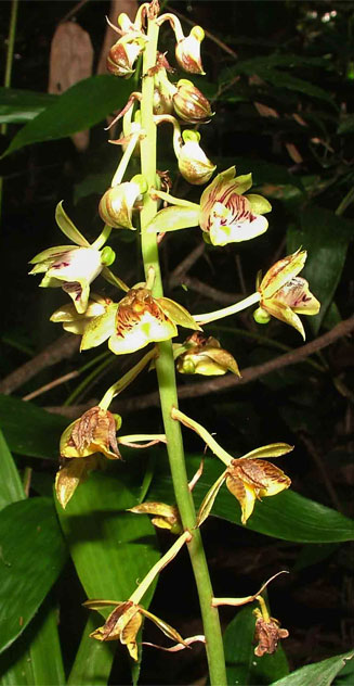 Oeceoclades pandurata