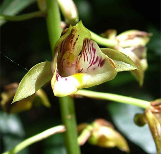 Oeceoclades pandurata