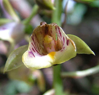 Oeceoclades pandurata