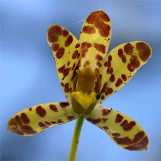 Ansellia africana