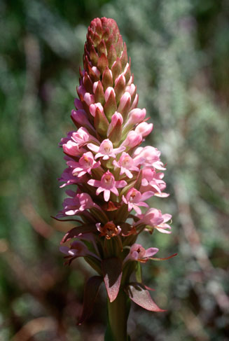 Satyrium hallackii