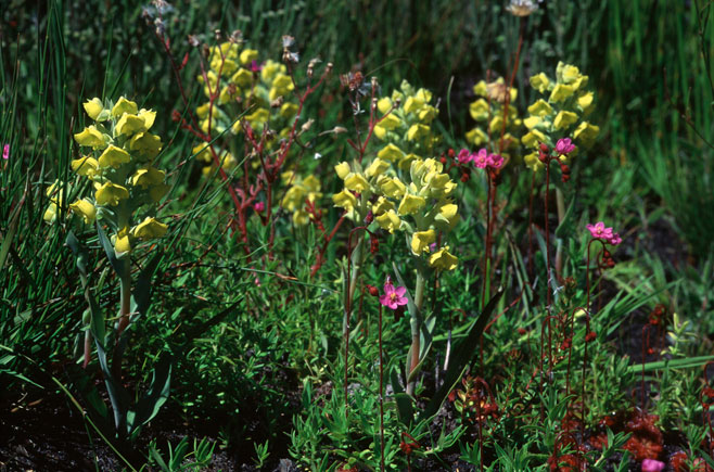 Pterygodium acutifolium 