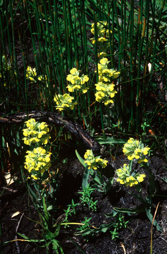 Pterygodium acutifolium 