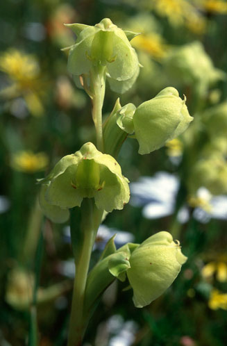 Pterygodium catholicum