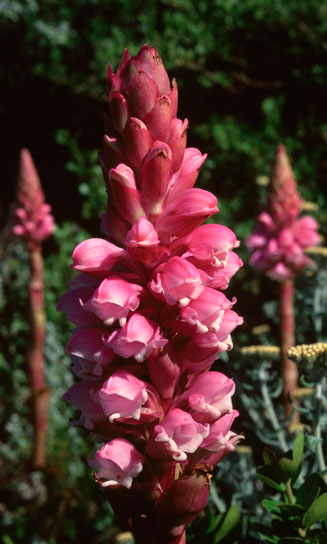 Satyrium carneum