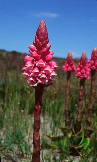 Satyrium carneum