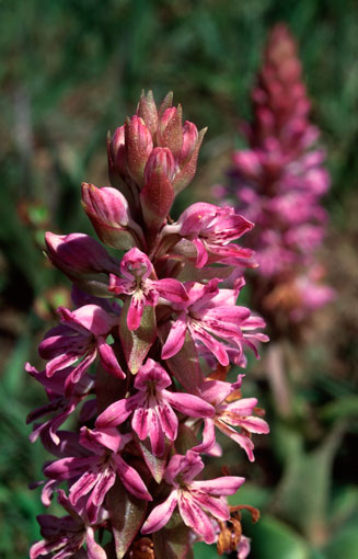 Satyrium erectum 