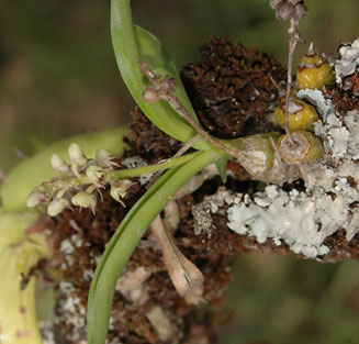 Polystachya adonsoniae
