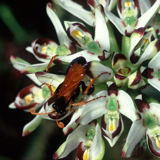 Disa bivalvata 