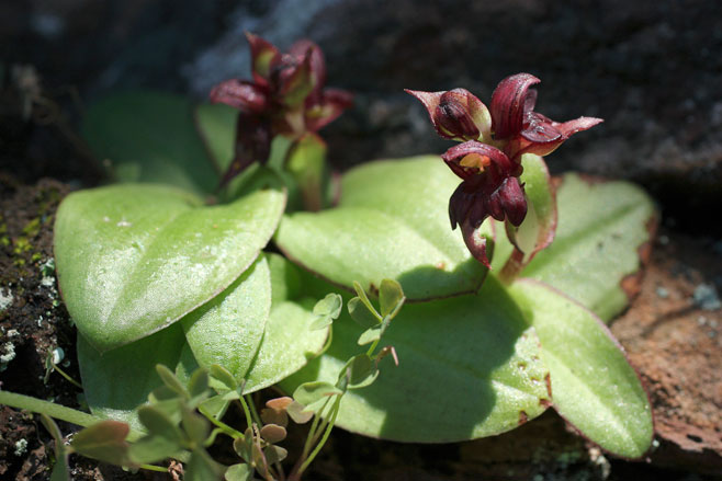 Satyrium bracteatum