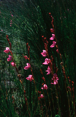 Disa racemosa