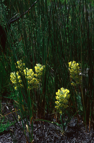 Pterygodium acutifolium 