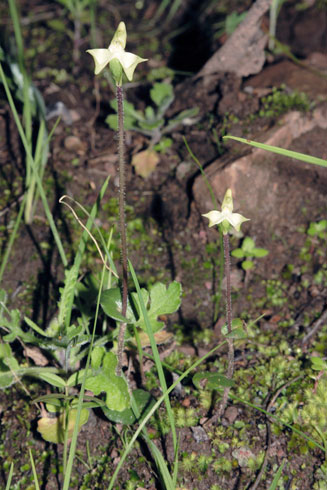 Disperis bolusiana 