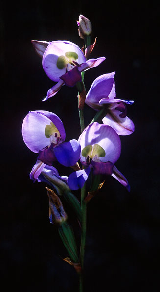 Disa graminifolia