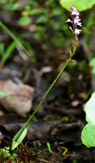 Cynorkis buchananii