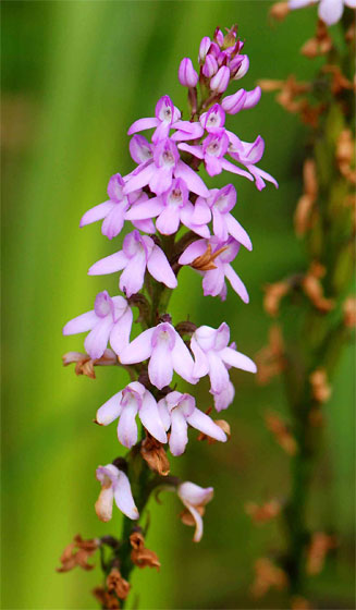 Cynorkis buchananii