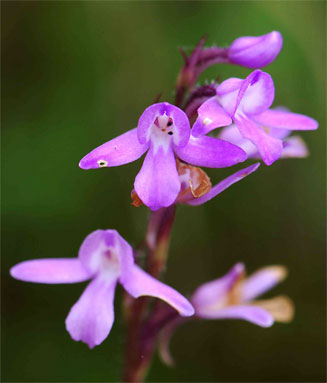 Cynorkis buchananii