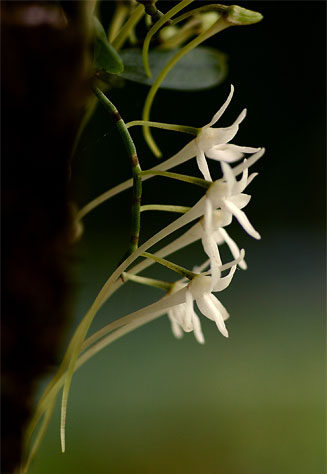 Mystacidium venosum