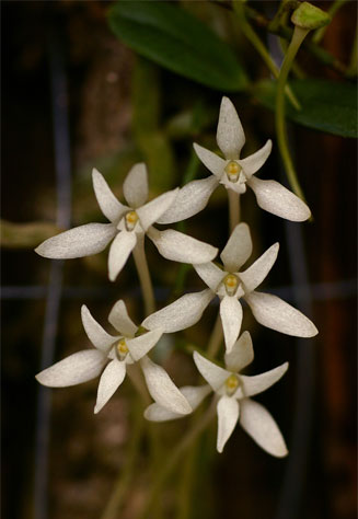 Mystacidium venosum
