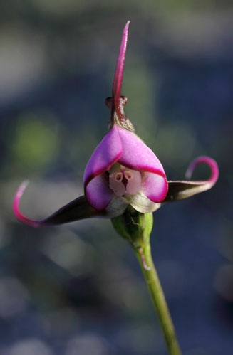 Disperis capensis