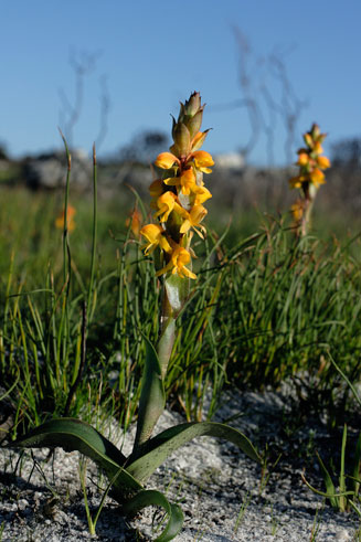 Satyrium coriifolium 