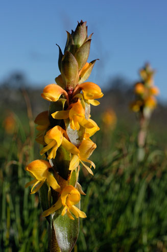Satyrium coriifolium 