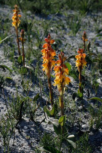 Satyrium coriifolium 