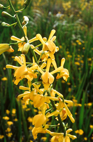 Eulophia angolensis