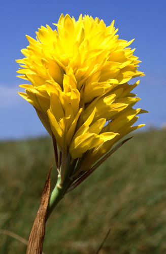 Eulophia ensata
