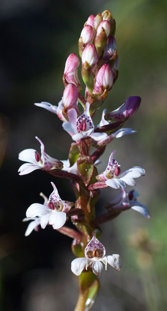 Satyrium rhynchanthum  
