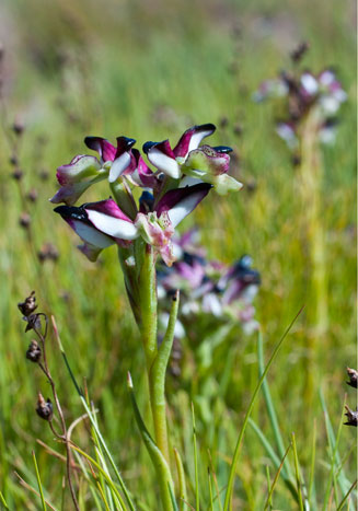 Disa atricapilla