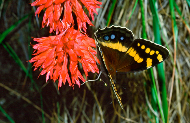 Disa ferruginea