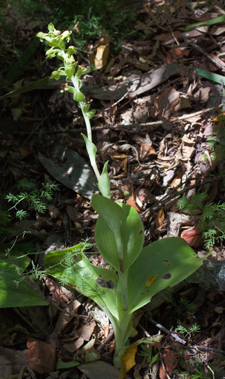 Satyrium odorum