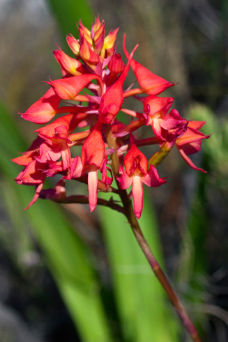 Disa ferruginea