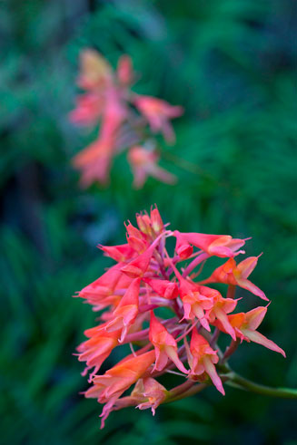 Disa ferruginea