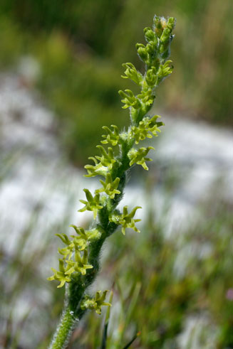 Holothrix villosa