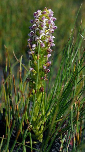 Disa obtusa