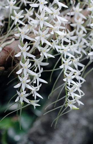 Mystacidium capense 