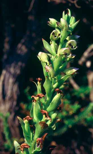 Disa hallackii 