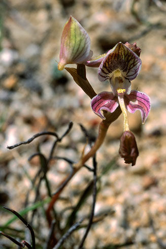 Disa spathulata 