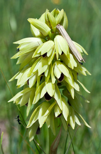 Eulophia welwitschii