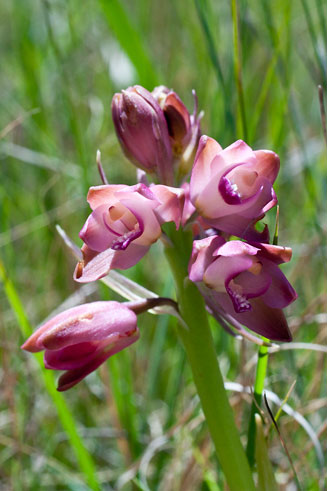 Eulophia aculeata