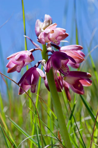 Eulophia aculeata