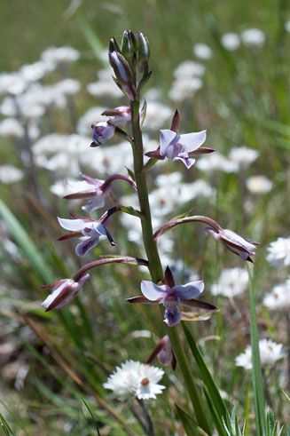 Eulophia hians
