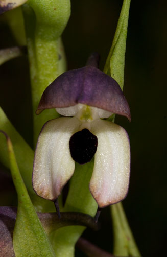 Disa cornuta