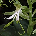 Bonatea speciosa 
