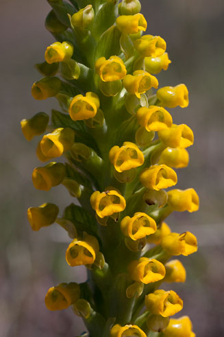 Corycium crispum 